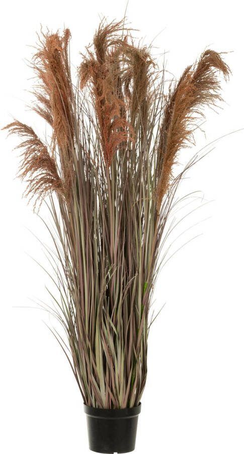 J-Line Pampas Gras 13 Koppen In Pot Pvc Groen Oranje Large