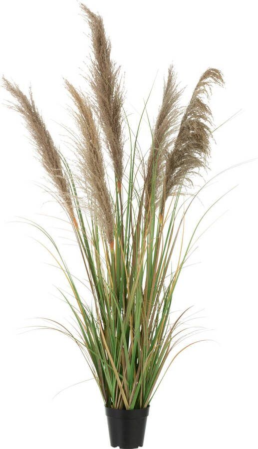 J-Line Pampas Gras 5 Koppen In Pot Pvc Groen Beige Small