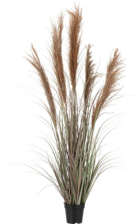 J-Line Pampas Gras 5 Koppen In Pot Pvc Groen|Oranje Small