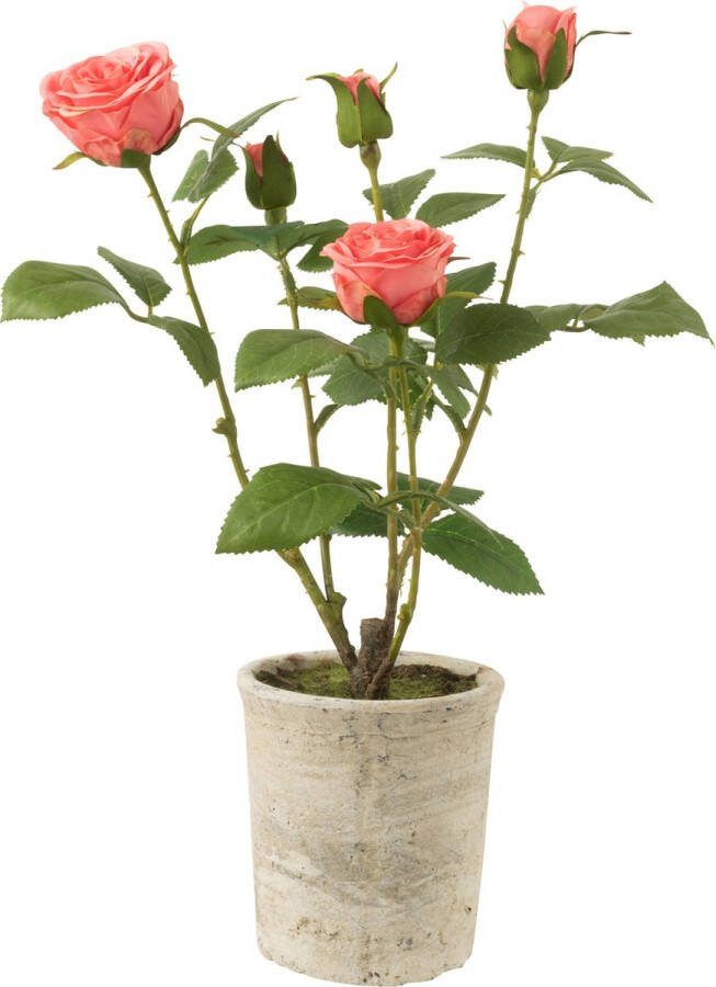 J-Line Roos 5 Koppen In Pot Plastiek|Textiel Roze|Groen