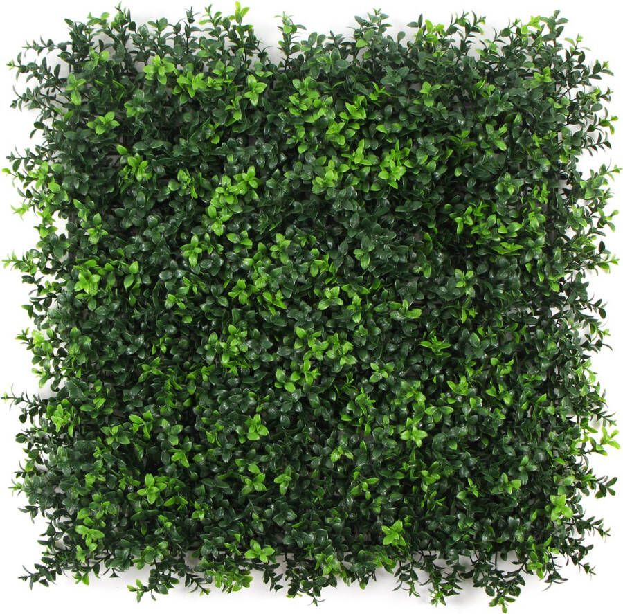 Jivana Summer Buxus FOLY 50 x 50 cm Green wall voor decoratief binnen en buiten gebruik Buxus kunsthaag 5j UV garantie