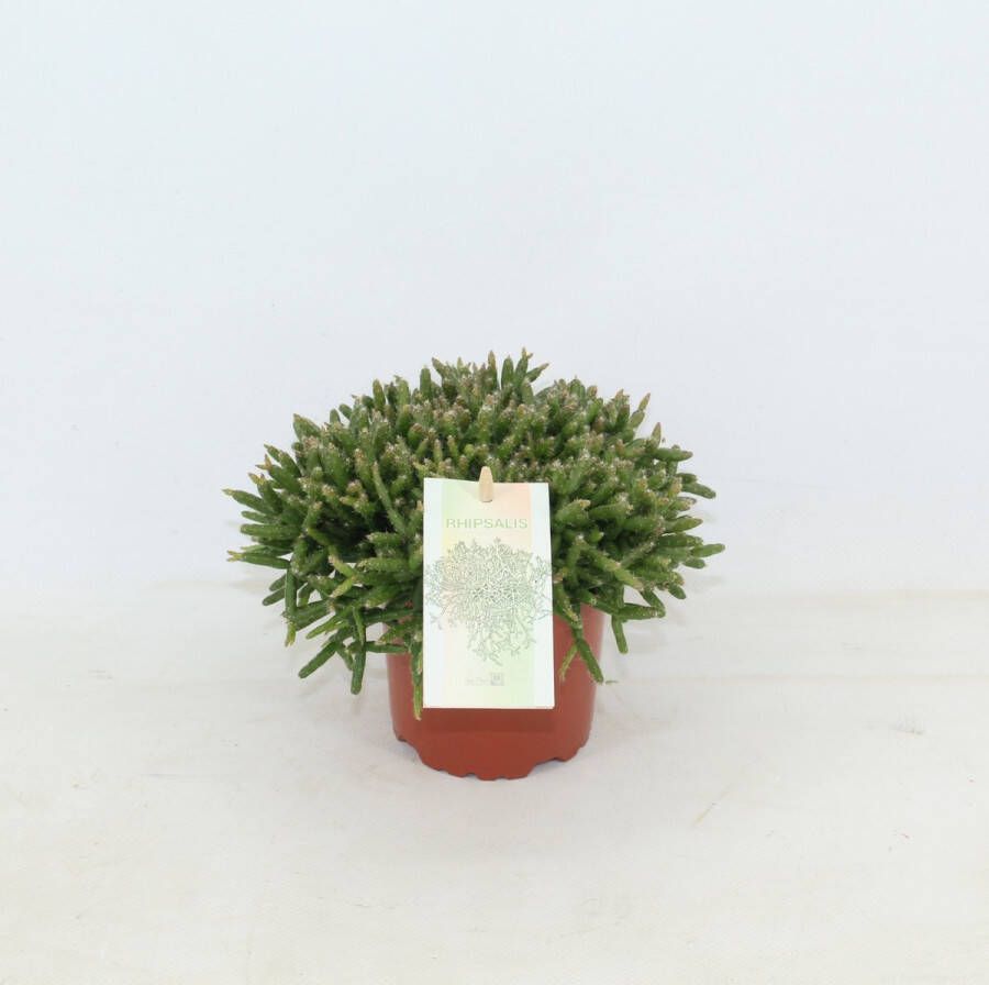 Joy Plant Rhipsalis Burchelli Ø 10 5cm 3 stuks 15cm kamerplant succulent luchtzuiverend vetplant