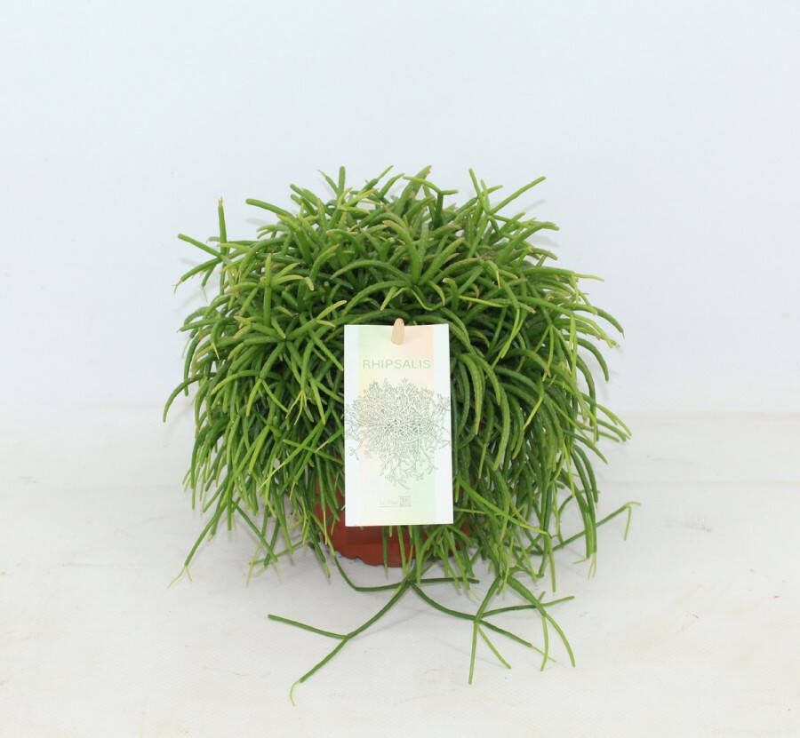 Joy Plant Rhipsalis Cassuta Oasis Ø 10 5cm 3 stuks 15cm kamerplant succulent luchtzuiverend vetplant