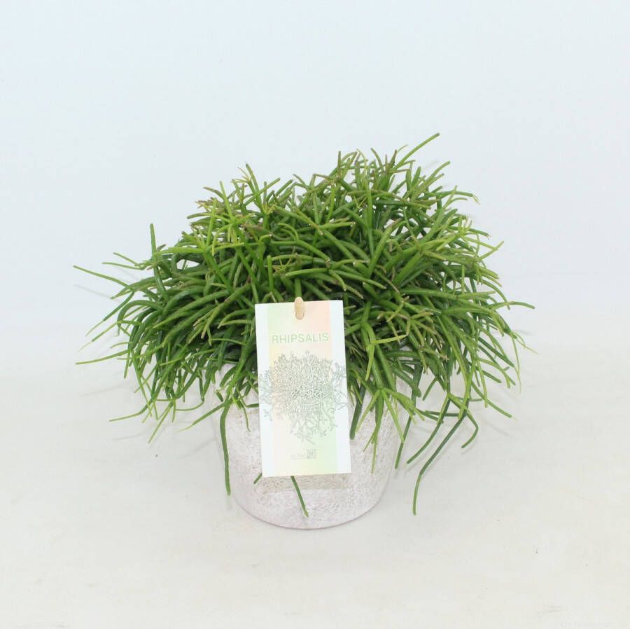 Joy Plant Rhipsalis Cassuta Oasis Ø 10 5cm in keramiek 2 stuks 15cm kamerplant succulent luchtzuiverend vetplant