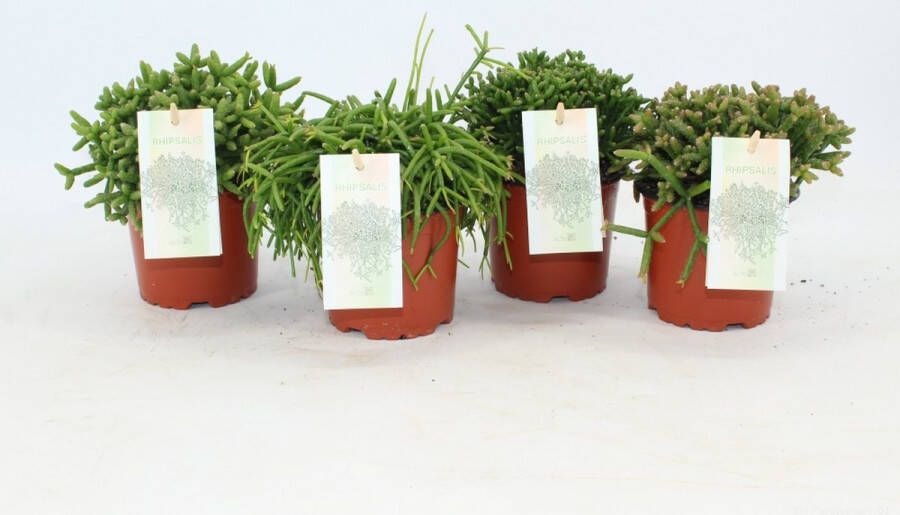 Joy Plant Rhipsalis gemengd Ø 10 5cm 3 stuks 15cm kamerplant succulent luchtzuiverend vetplant