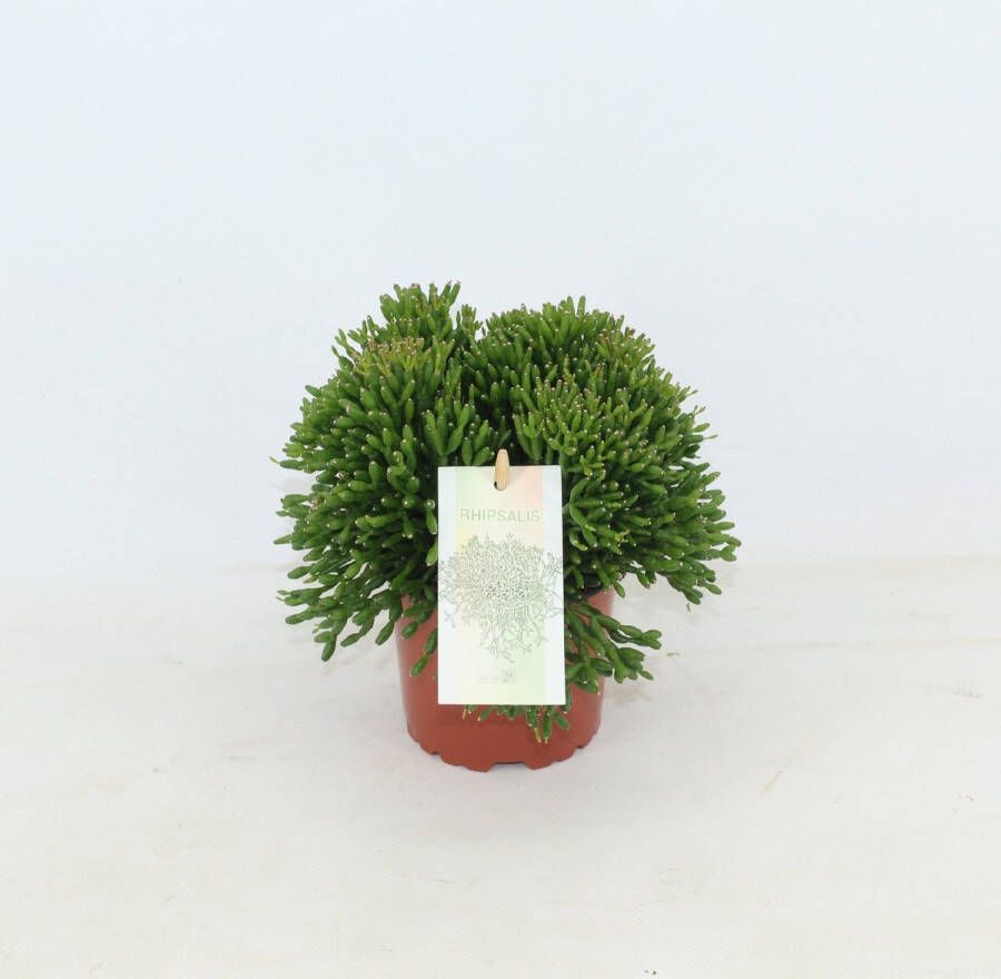 Joy Plant Rhipsalis Hatiora Ø 10 5cm 3 stuks 15cm kamerplant succulent luchtzuiverend vetplant