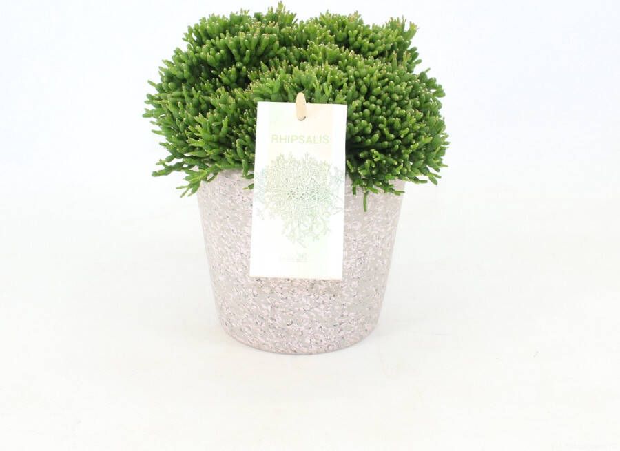 Joy Plant Rhipsalis Hatiora Ø 10 5cm in keramiek 2 stuks 15cm kamerplant succulent luchtzuiverend vetplant