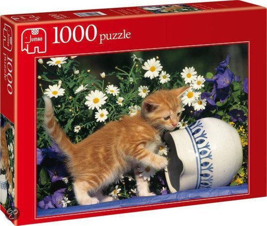 Jumbo Curious Kitten