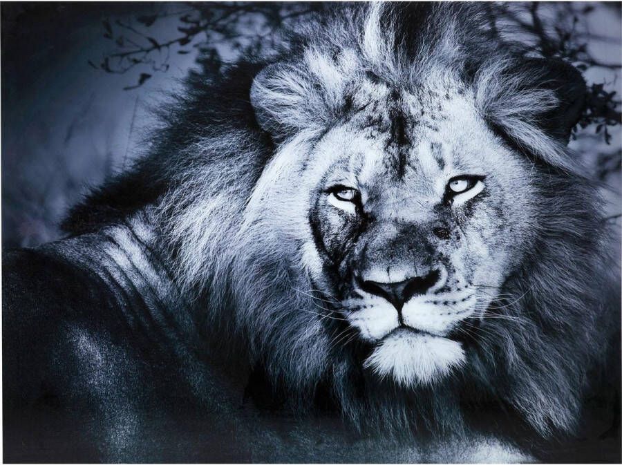 Kare Design Wandfoto Glass Lion King Lying 120x160cm