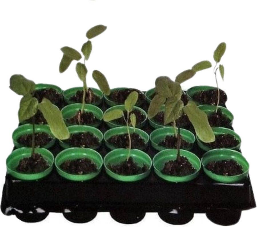 Kinzo Kweekpotten Met Tray 6 X 25 4 X 30 Cm 20 Stuks