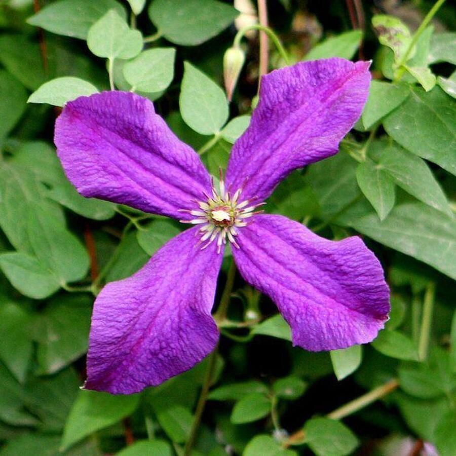 Kleurjetuin.nl Clematis 'Jackmanii' 2 stuks Klimplant Bosrank Set van 2 70cm hoog
