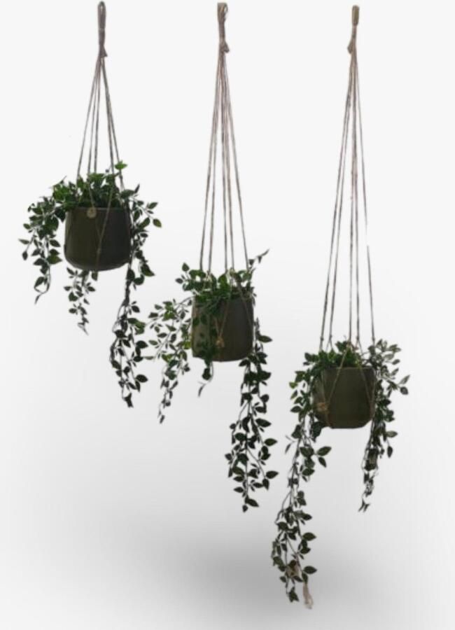 Knoopies Voordeelset van 3 Plantenhangers Zonder Kwast Jute 60 80 en 100 cm Macramé Handgemaakt in Nederland 100% Natuurlijk Jute Biologisch Afbreekbaar Let op: Excl. Pot Inclusief Verzendkosten
