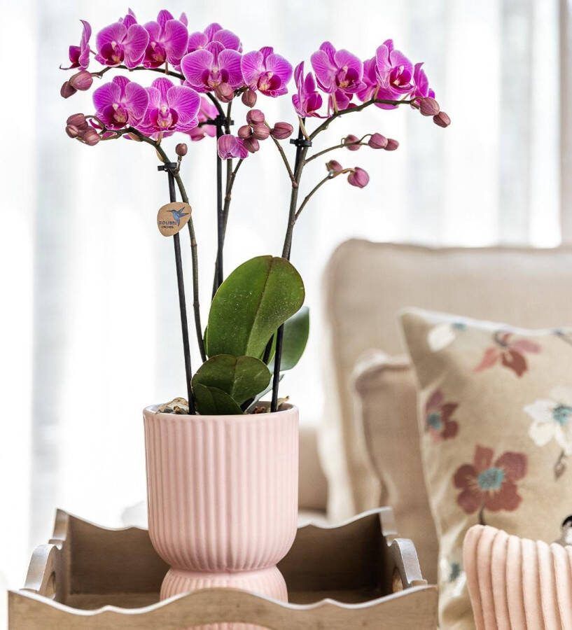 Kolibri Home Diabolo pot pink potmaat Ø9cm