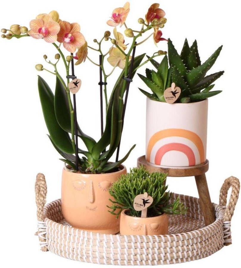 Kolibri Orchids Complete Plantenset Happy Face | Groene planten set met oranje Phalaenopsis Orchidee en incl. keramieken sierpotten