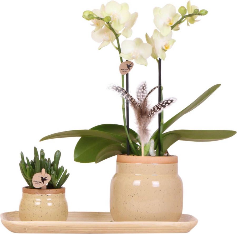 Kolibri Orchids Groene planten met gele Phalaenopsis orchidee in Vintage khaki sierpotten en bamboe dienblad