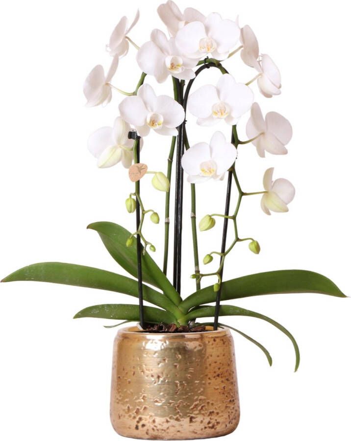 Kolibri Orchids Kerst tip | | Witte Phalaenopsis orchidee Niagara Fall in gouden Luxury sierpot Ø12cm | bloeiende kamerplant in bloempot vers van de kweker