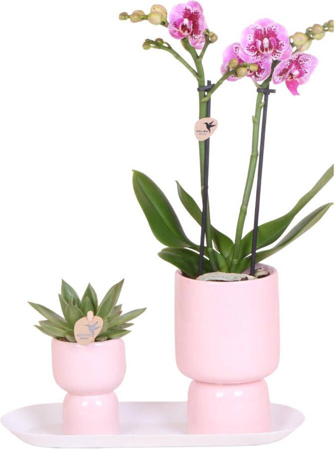 Planteda Kolibri Company Set van roze spotty orchidee en Succulent op wit dienblad vers van de kweker