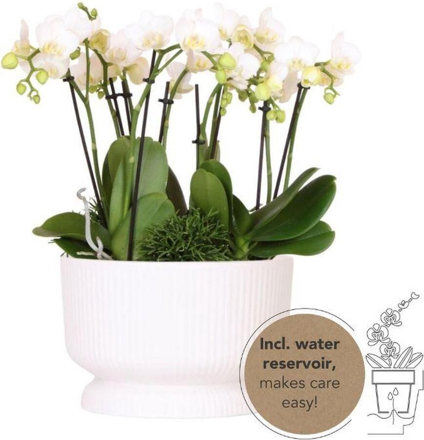 Kolibri Orchids witte plantenset in Diabolo white dish incl. waterreservoir drie witte orchideeën en drie groene planten Rhipsalis Jungle Bouquet wit met zelfvoorzienend waterreservoir