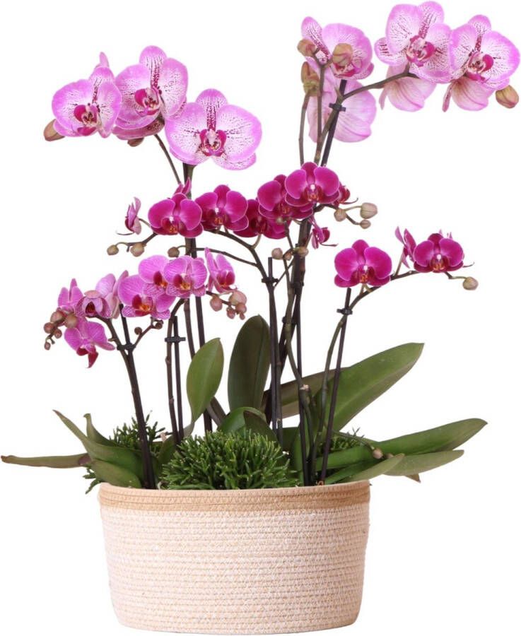 Planteda Kolibri Orchids paarse plantenset in Cotton Basket incl. waterreservoir drie paarse orchideeën en drie groene planten Rhipsalis Field Bouquet paars met zelfvoorzienend waterreservoir