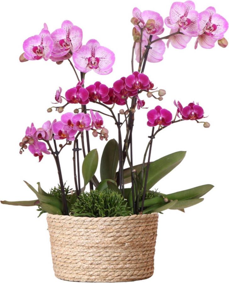 Planteda Kolibri Orchids paarse plantenset in Reed Basket incl. waterreservoir drie paarse orchideeën en drie groene planten Rhipsalis Field Bouquet paars met zelfvoorzienend waterreservoir