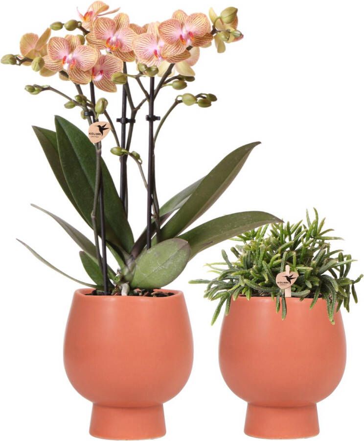Planteda Kolibri Orchids Planten set Scandic met oranje Phalaenopsis Orchidee en Rhipsalis incl. keramieken sierpotten potmaat Ø9cm