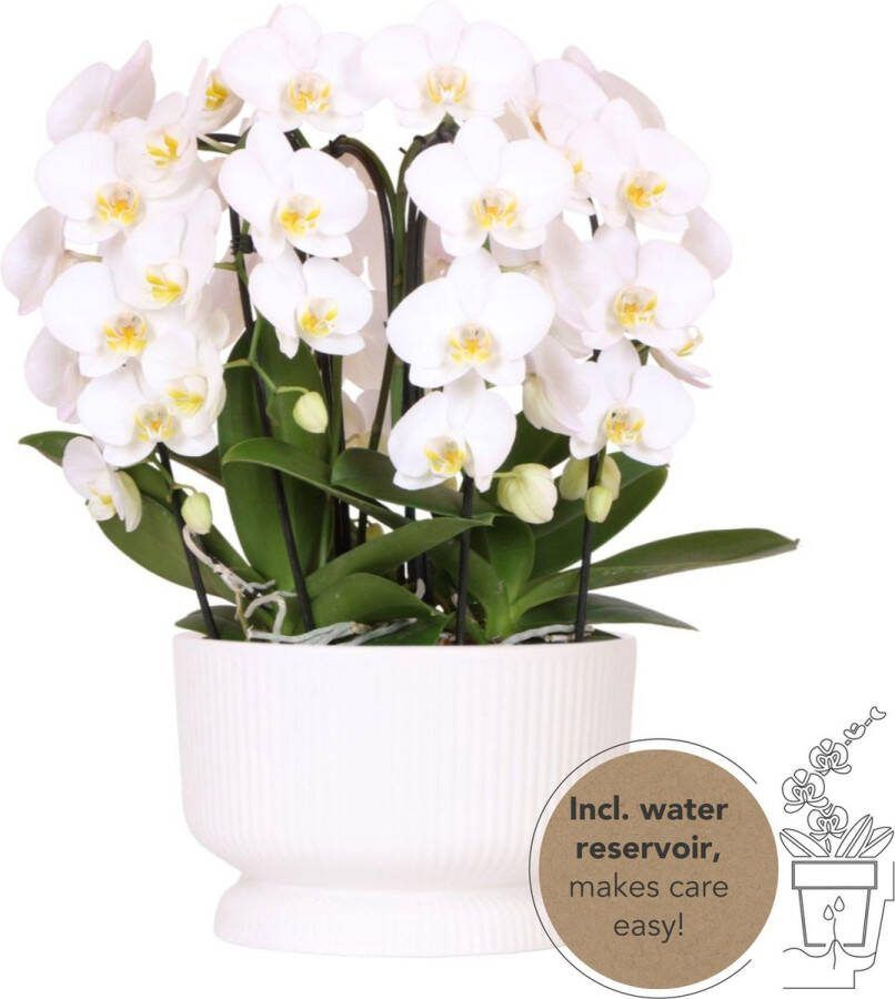 Kolibri Orchids witte orchideeënset in Diabolo white dish incl. waterreservoir drie gebogen witte orchideeën Niagara Fall 12cm Mono Bouquet wit met zelfvoorzienend waterreservoir