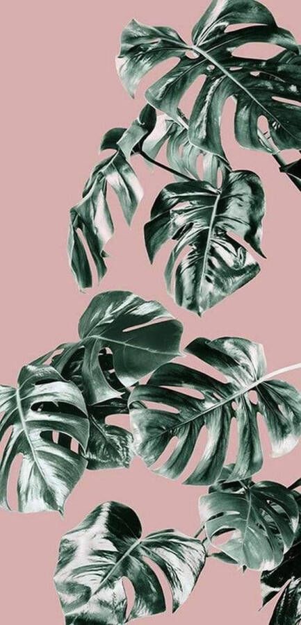 Komar Monstera Rosé Groen Vlies Fotobehang 100x250cm 1-baan