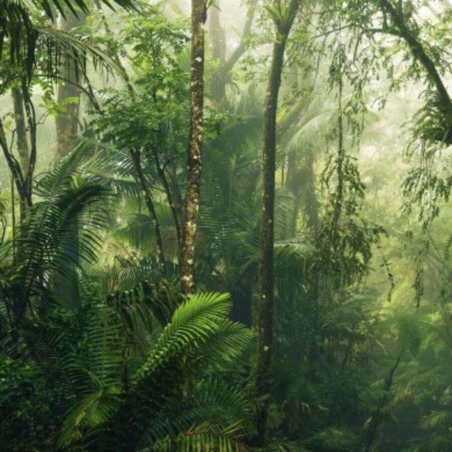 Komar Pure tropenwelten jungle fotobehang op vlies 500x250cm
