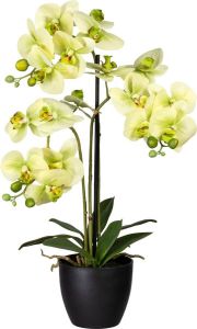 Kopu Kunstbloem Orchidee 65 cm Groen met zwarte Schaal Phalenopsis