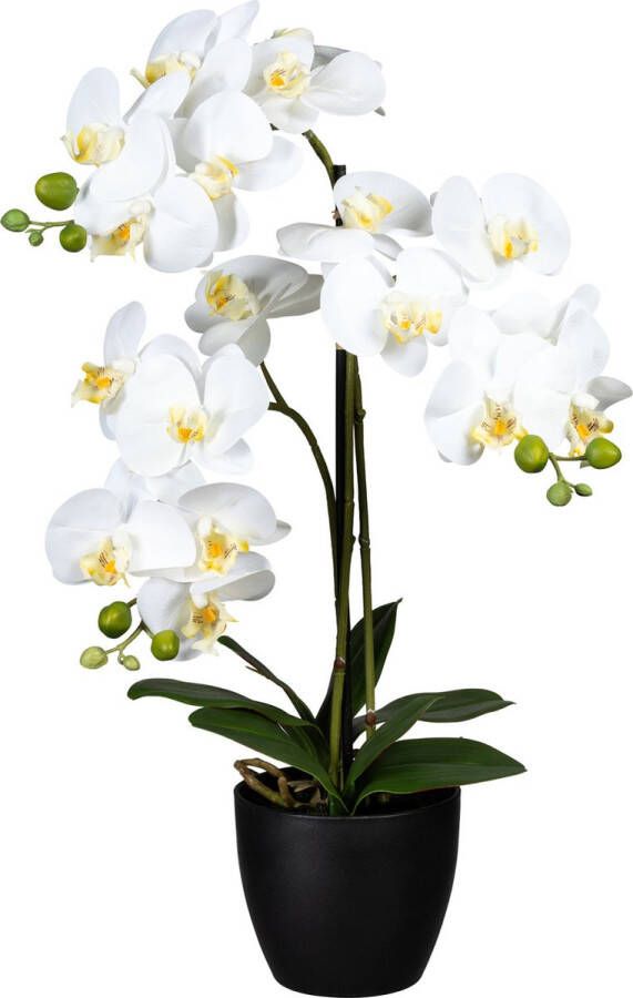 Kopu Kunstbloem Orchidee 65 cm Wit met zwarte Schaal Phalenopsis