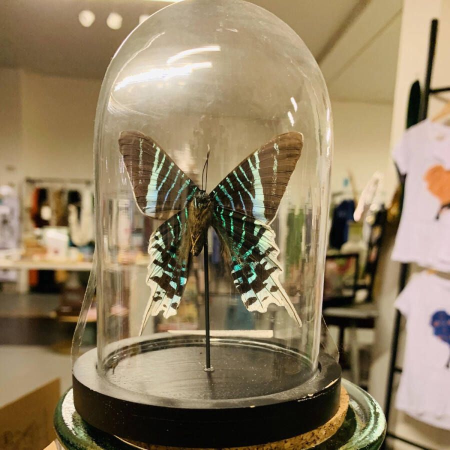 L 'Art des papillons Opgezette vlinder In glazen stolp Groen