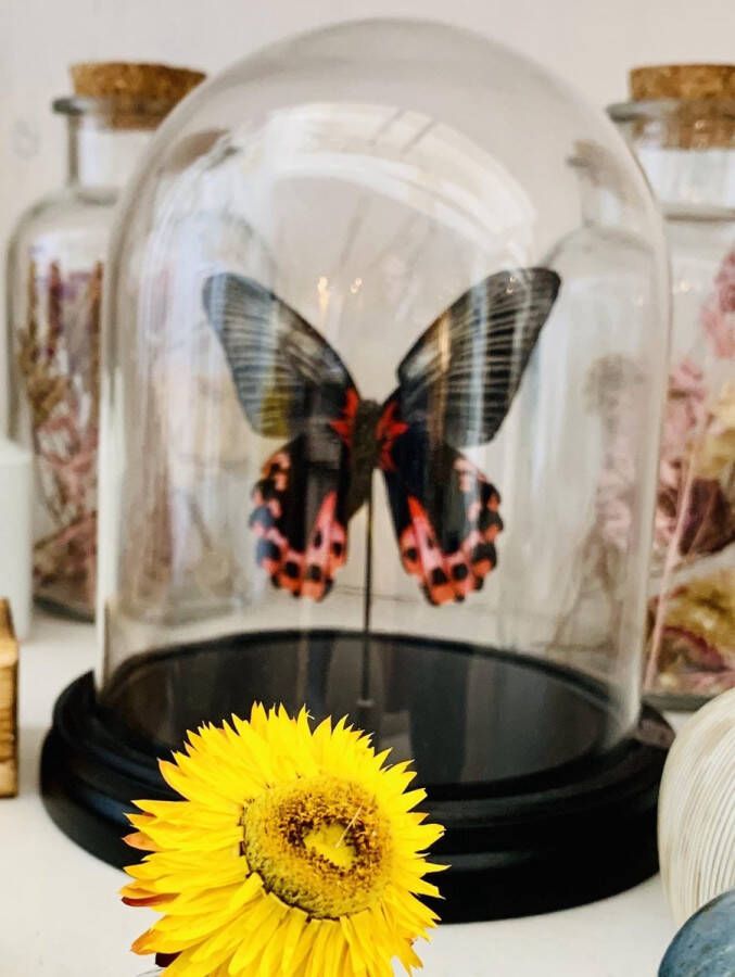 L 'Art des papillons Opgezette Vlinder in glazen stolp Rood
