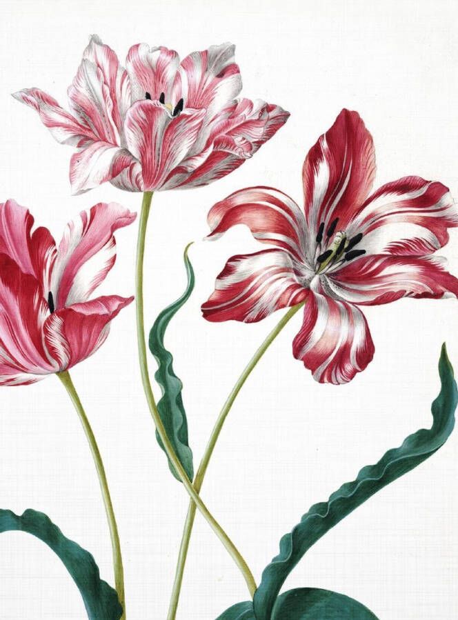 Lanzfeld (museumwebshop.com) Schetsboek Drie tulpen Merian