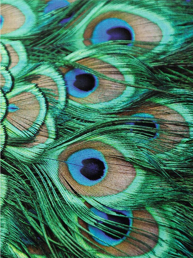 Lanzfeld (museumwebshop.com) Softcover kunst schetsboek Pauwenveren