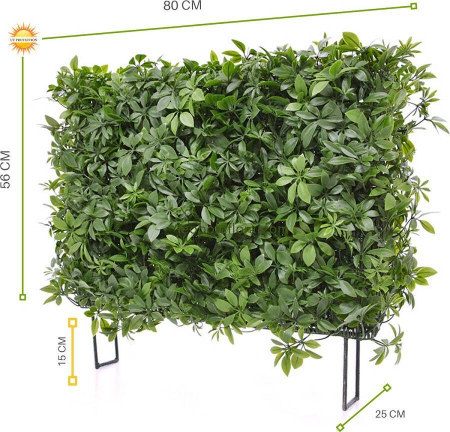 LeopoldFlora Buiten kunsthaag Schefflera UV