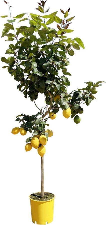 MaatShopXL Citroenboom 180 Cm Ø24
