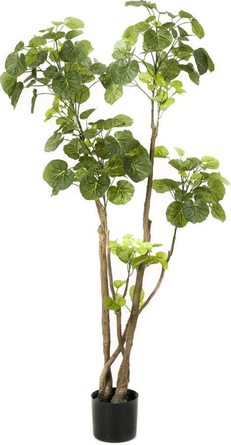 MaatShopXL Kunstplant Polyscias Aralia