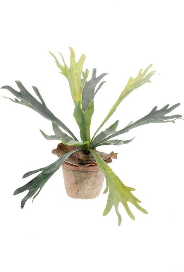 MaatShopXL Kunstplant Staghorn Fern Hertshoorn