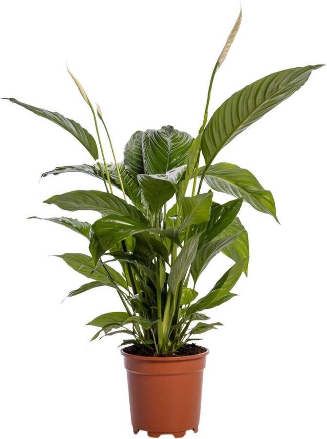MaatShopXL Spathiphyllum Bingo Cupido Ø19Cm 80Cm