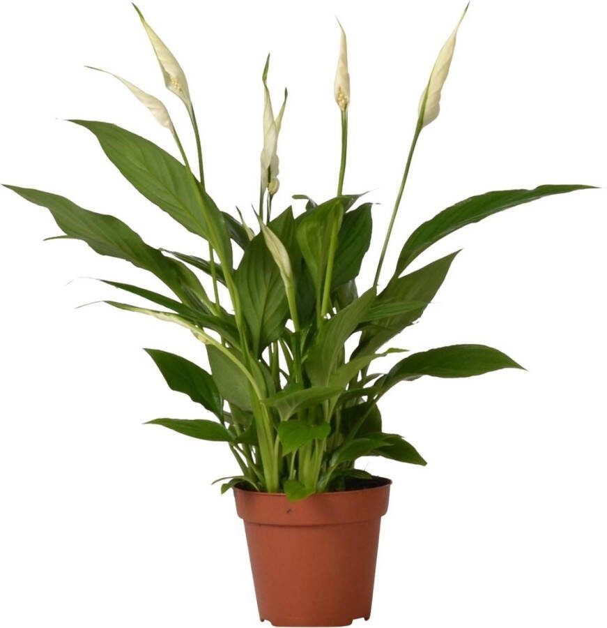 MaatShopXL Spathiphyllum Bingo Cupido