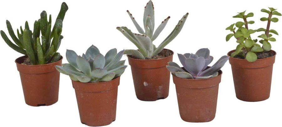 MaatShopXL Vetplanten Mix 5.5 Cm