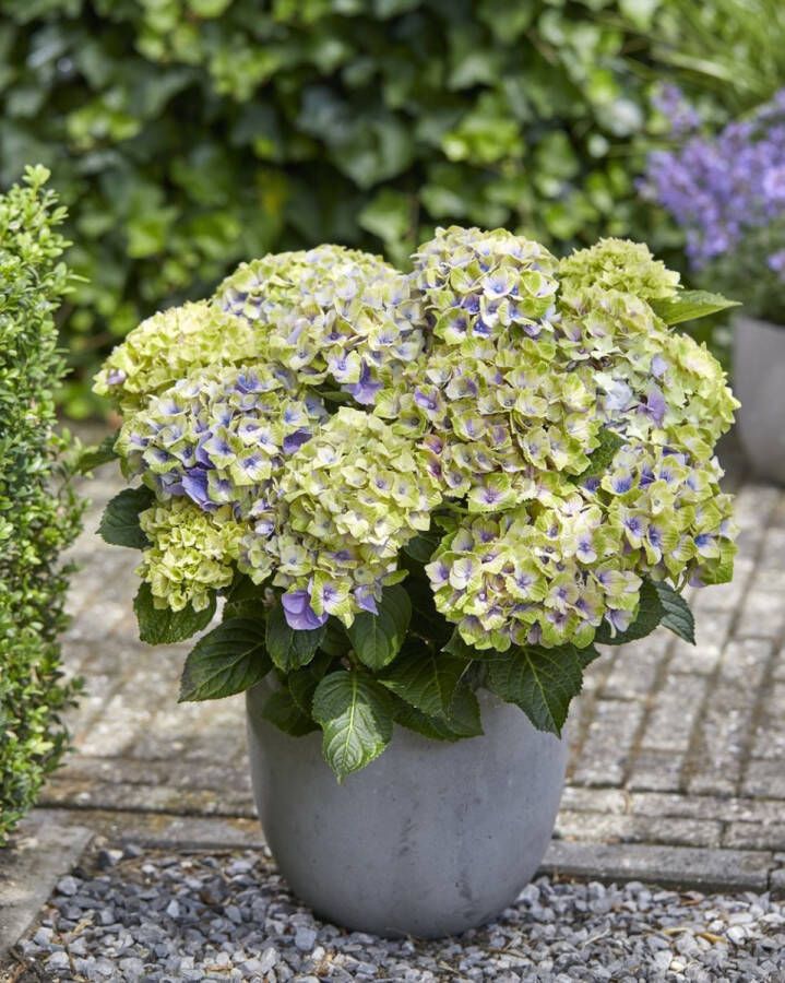 Magical Hydrangea macr. 'Magical' Jewel Tuinplant 4 stuks Blauw