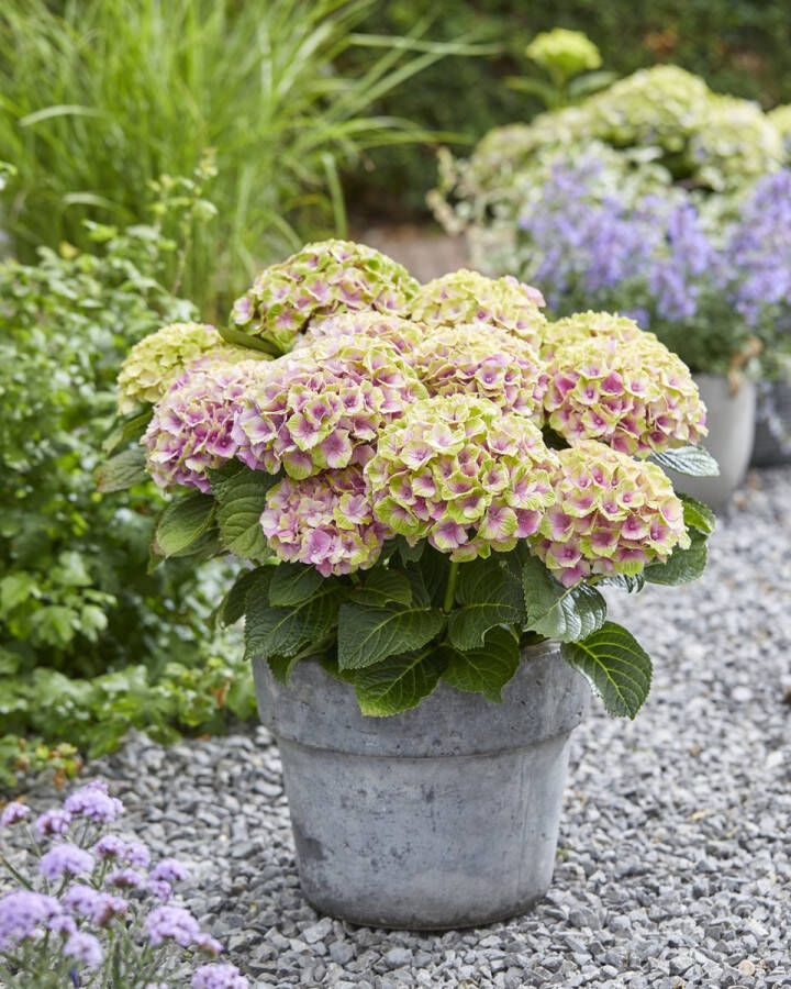 Magical Hydrangea macr. 'Magical' Jewel Tuinplant 4 stuks Roze