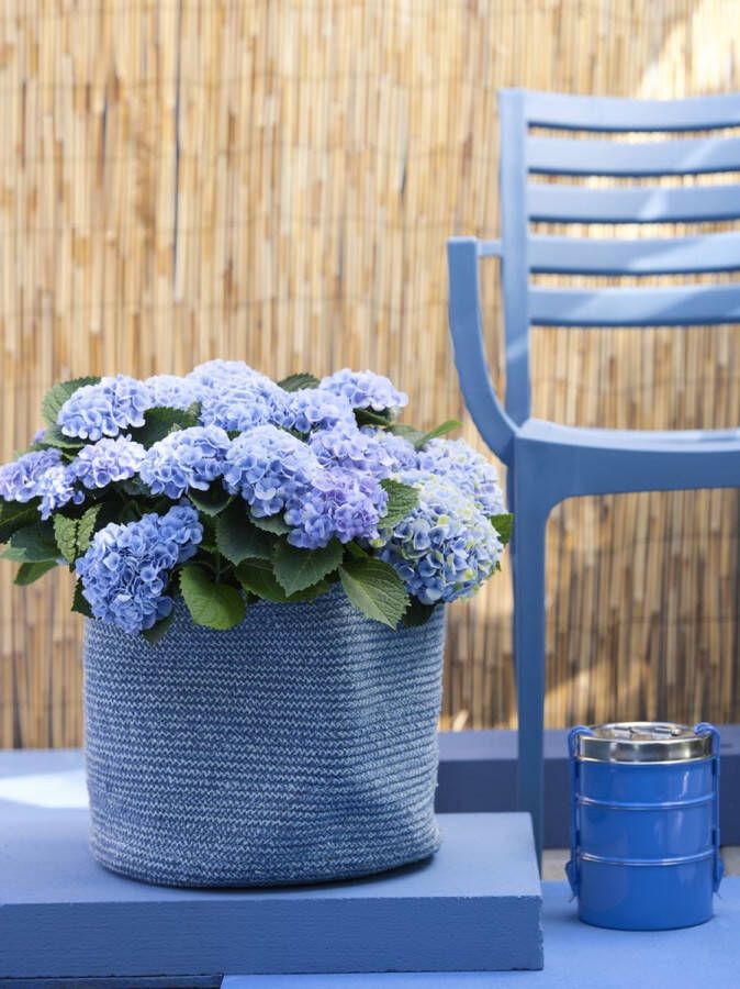 Magical Hydrangea macr. 'Magical' Revolution Tuinplant 4 stuks Blauw