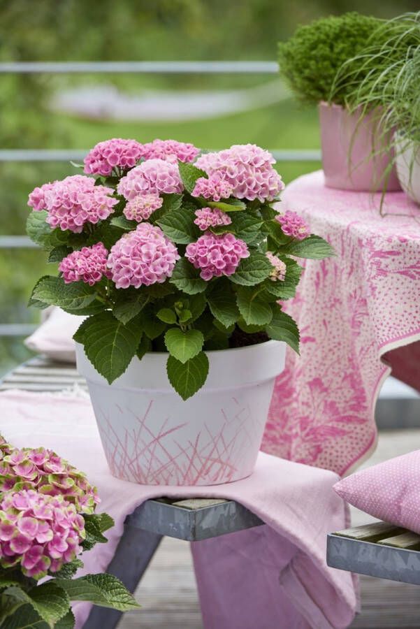 Magical Hydrangea macr. 'Magical' Revolution Tuinplant 4 stuks Roze