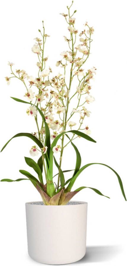 Maxifleur Kunstplanten Oncidium deluxe orchidee kunstboeket 80 cm creme