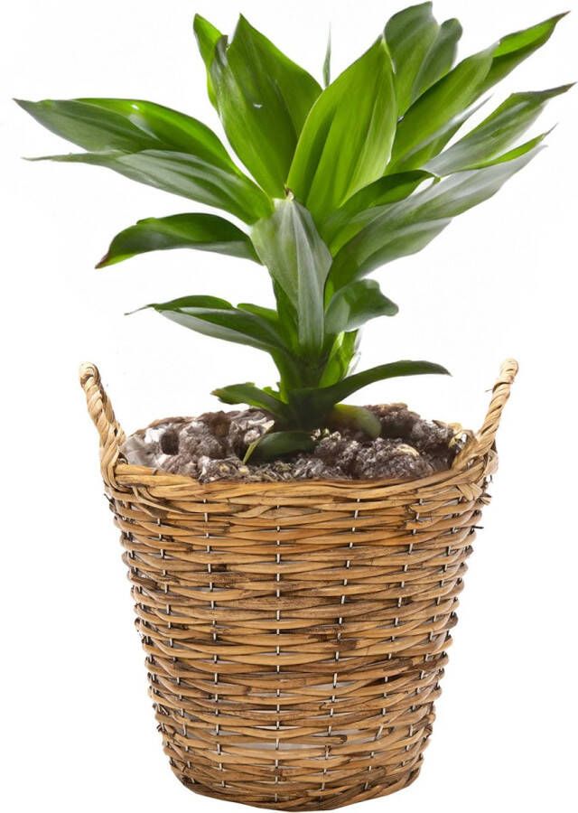 Mega Collections Planten bloemen mand Cuba rotan lichtbruin D19 x H16 cm plantenpot voor buiten