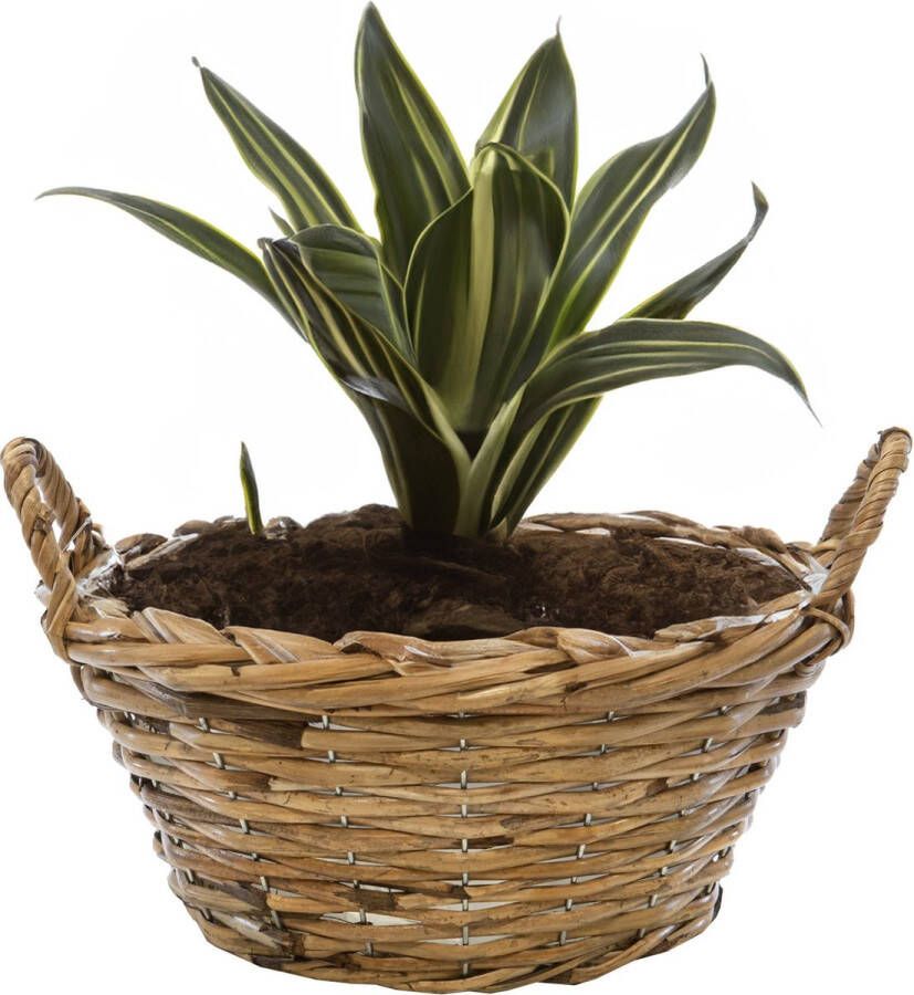 Mega Collections Planten bloemen mand Cuba rotan lichtbruin D20 x H11 cm plantenpot voor buiten