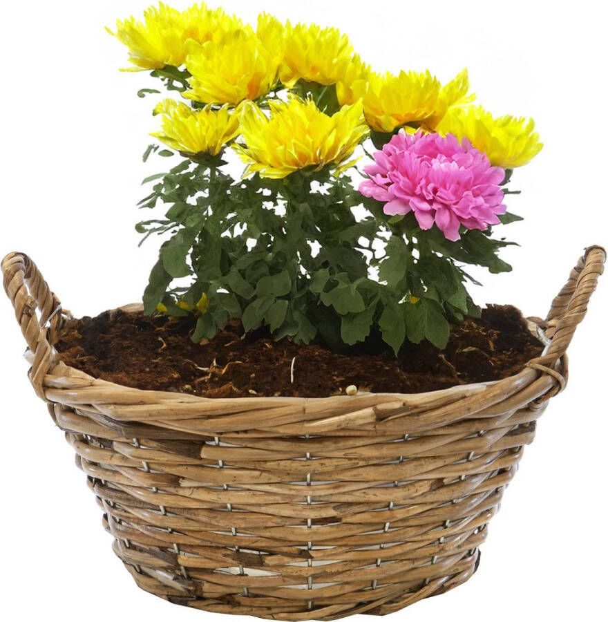 Mega Collections Planten bloemen mand Cuba rotan lichtbruin D30 x H12 cm plantenpot voor buiten