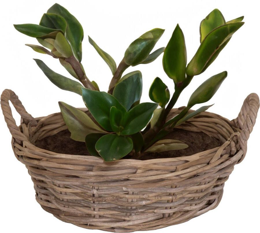 Mega Collections Planten bloemen mand Levi rotan laag model schaal D30 x H13 cm plantenpot voor buiten